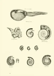 アニメーション自然史博物館のページ