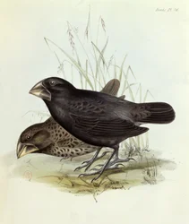 ペアのGeospiza Magnirostris、The Zoology of the Voyage of HMS Beagle 1832-36 by Charles Darwin（1809-92）、1840 London