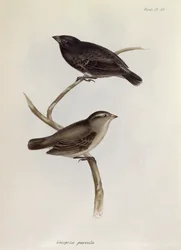 ペアのGeospiza Parvula、HMSビーグルの航海の動物学、1832〜36年、チャールズダーウィン（1809〜92年）、1840年からのイラスト