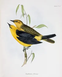 Xanthornus Flavicepsのペア、HMSビーグルの航海の動物学、1832〜36年、チャールズダーウィン（1809〜92年）、1840年からのイラスト