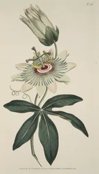 植物マグザインまたはフラワーガーデンの展示、パブからのトケイソウCoerulea（一般的なパッションフラワー）。 1786年（手描きの彫刻）