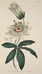 Passiflora Coerulea Common Passion Flower、パブ。 1786年の手彩色彫刻。