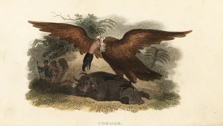 コンドルをおびき寄せるために牛の皮をかぶったペルー人男性