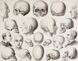 19世紀の版画からの、脳の心理的関係を示す骨相図