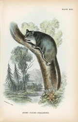 Pigmy Flying-Phalanger