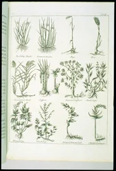 カルペパーの英国の医師と完全なハーブの植物、1790年発行