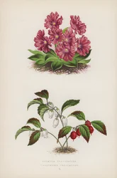 Primula Glaucescens; Gaultheria Procumbens (カラーリトグラフ)