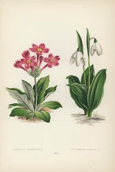 プリムラロンギフォリア; Galanthus Plicatus (カラーリソ)