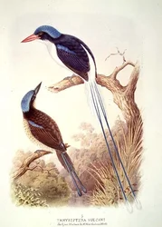 A.M.Lysaghtの「The Book of Birds」の第3巻に収録されている「Racquet-Tailed Kingfisher」（フォリオ12）。