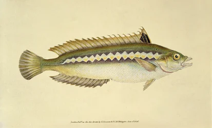 レインボー・ラス、"The Natural History of British Fishes "より、Pl.96、E.ドノバン、F.C.J.リヴィントン著