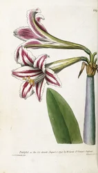 赤と白の縞模様のリリー、1799-1810