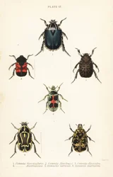 ローズチェイサーのカブトムシCetonia fascicularis 1、Heterorhina macleayi 2、Gametoides subfasciata 3、fiddler beetle、Eupoecila australasiae 4、Gymnetis hieroglyphica 5、Gymnetis marmorea 6
