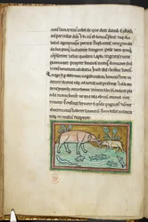ロイヤル 12 F.XIII、f.13v 魚でいっぱいの小川にいる大きなゾウと小さなゾウ。  Bestiary (ff. 3-141)、Lapidary (ff. 141v-149)  13世紀の第2四半期
