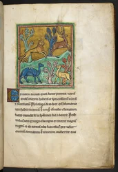 ロイヤル 12 F.XIII、f.7   ラクダと別の動物と一緒に鹿を追いかけるヒョウ。  Bestiary (ff. 3-141)、Lapidary (ff. 141v-149) から  13世紀の第2四半期
