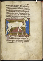 ロイヤル MS 12 C XIX、f.33r キャメル、「Bestiary」から、c.1200-10 (ベラム紙にインク、カラー、ゴールド)