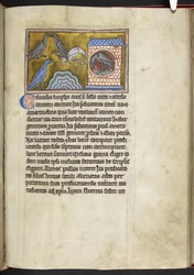 ロイヤル MS 12 C XIX f.54r ハト、「Bestiary」、c.1200-10 から (ベラム紙にインク、色、金)
