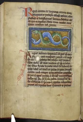 Royal MS 12 C XIX、f.63v Anguis、「Bestiary」から、c.1200-10 (ベラム紙にインク、カラー、ゴールド)