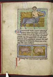 ロイヤル MS 12 C XIX、f.8v ケンタウロス、「Bestiary」から、1200-10 年頃（ベラムにインク、カラー、ゴールド）