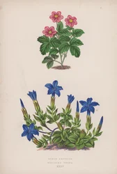 Rubus Arcticus; リンドウ ヴェルナ (カラー リソ)