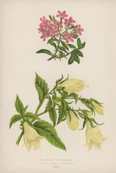 Saponaria Ocymoides; Symphyandra Pendula (カラーリトグラフ)