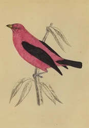 スカーレット・タナガー（カラーリトグラフ）