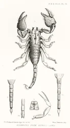 ソマリランドのスコーピアン、The Hope Reports、Vol。 II、1897-1900年、エドワードB.ポールトン編、オックスフォード、1901年