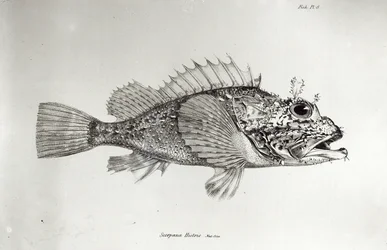 サソリの魚、チャールズダーウィンによる「HMSビーグルの航海の動物学、1832-36」のプレート8
