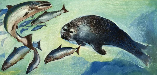アザラシと魚