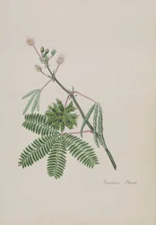 繊細な植物、詩、グラファイトの絵、水彩画のアルバムのイラスト、c.1828（紙にトイレ）