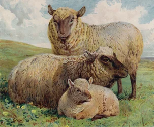 羊と子羊（カラーリトグラフ