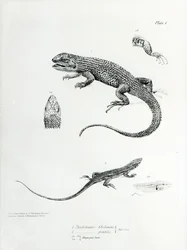 チャールズダーウィンによる「HMSビーグルの航海の動物学、1832-36」のイラストからのシングルイグアナ