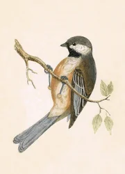 シベリアの乳首、チャールズロバートブリー（1811-86）による「イギリスの島々では観察されないヨーロッパの鳥の歴史」からのイラスト、1867年公開
