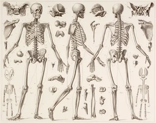 19世紀の版画後の完全に成長した人間の骨格