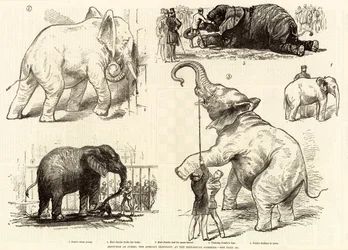 Zoological Gardensにあるアフリカゾウのジャンボのスケッチ