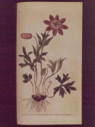 スターアネモネ（Anemone hortensis）、ウィリアム・カーティスの「The Botanical Magazine」（または「Flower Garden Displayed」）のプレート123、パブ。1789-90年（彫刻）。