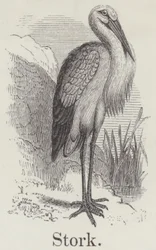 コウノトリ（エングレーヴィング）