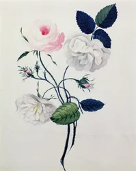白とピンクの薔薇の習作 1820年頃（紙に水彩画）