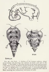 テイルズ、マン、ゴリラ（リトグラフ