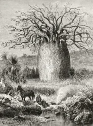 ハワードウィロビー著「オーストラリアの写真」のボトルツリー、ロンドン宗教宗教協会発行、1886年