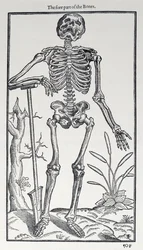 骨の前部、人間の歴史からの版、ジョンバニスター（1540-1610）発行、1578