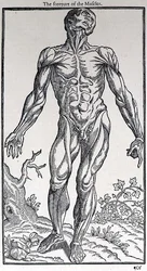 ジョン・バニスター（1540-1610）が出版した「人間の歴史」の中の「筋肉の前部」の図。