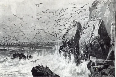 カモメの出没、「レジャーアワー」から、1888