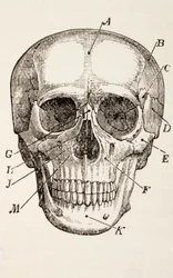 人間の頭蓋骨、1890年頃