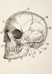 人間の頭蓋骨、1890年頃