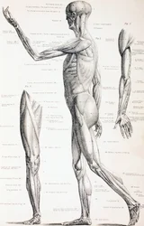 人体の筋肉、1890年頃