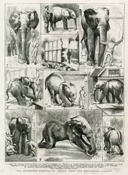 動物園からジャンボを連れ去ろうとした