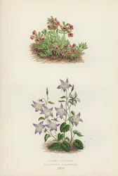 Thymus azureus; Campanula garganica（カラーリトグラフ）