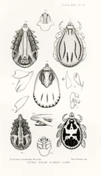 ソマリランドからの目盛り、The Hope Reports、Vol。 II、1897-1900年、エドワードB.ポールトン編、オックスフォード、1901年