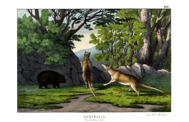 タイガー・ウルフ