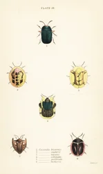 カメムシ類：Omocerus bicornis 1、Cassida scalaris 2、Cassida micans 3、Cassida echinata 4、Cassida perforata 5、Cassida luctuosa 6